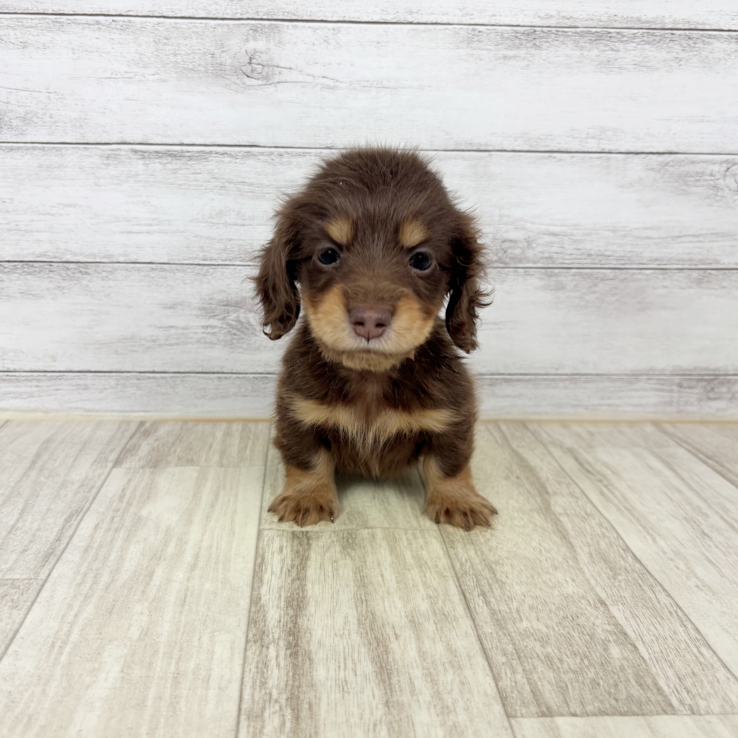 兵庫県のミニチュアダックスフンド(ロング) (犬の家＆猫の里川西店/2026年2月15日生まれ/女の子/チョコレートタン)の子犬