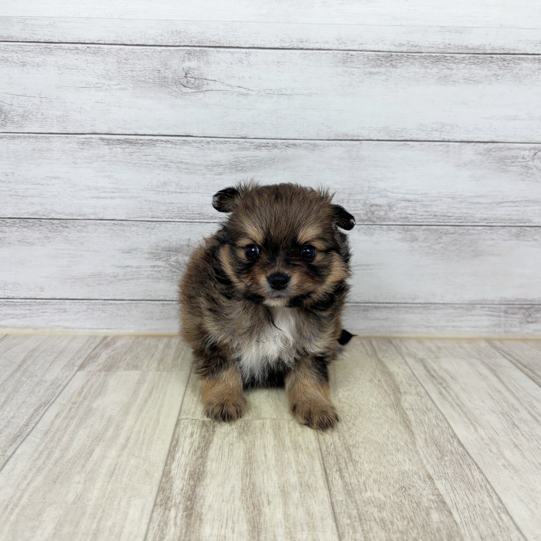 兵庫県のポメチワ/チワポメ/ポメチー(ポメラニアン×チワワ) (犬の家＆猫の里川西店/2026年2月15日生まれ/男の子/フォーン)の子犬