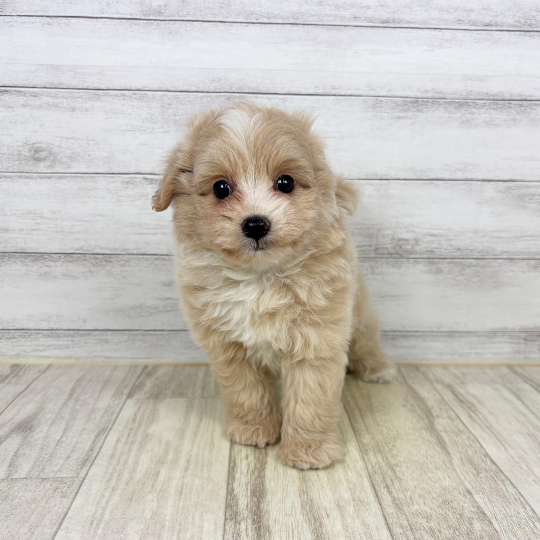 兵庫県のポメプー(ポメラニアン×プードル) (犬の家＆猫の里川西店/2026年2月15日生まれ/女の子/クリームホワイト)の子犬