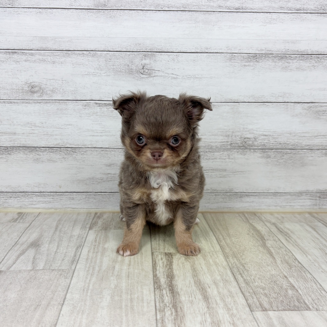 兵庫県のチワワ(ロング) (犬の家＆猫の里川西店/2026年2月15日生まれ/女の子/イザベラタン)の子犬