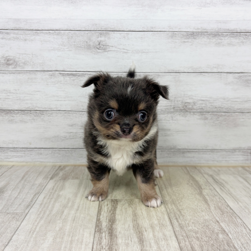 兵庫県のチワワ(ロング) (犬の家＆猫の里川西店/2026年2月15日生まれ/男の子/ブルータンホワイト)の子犬