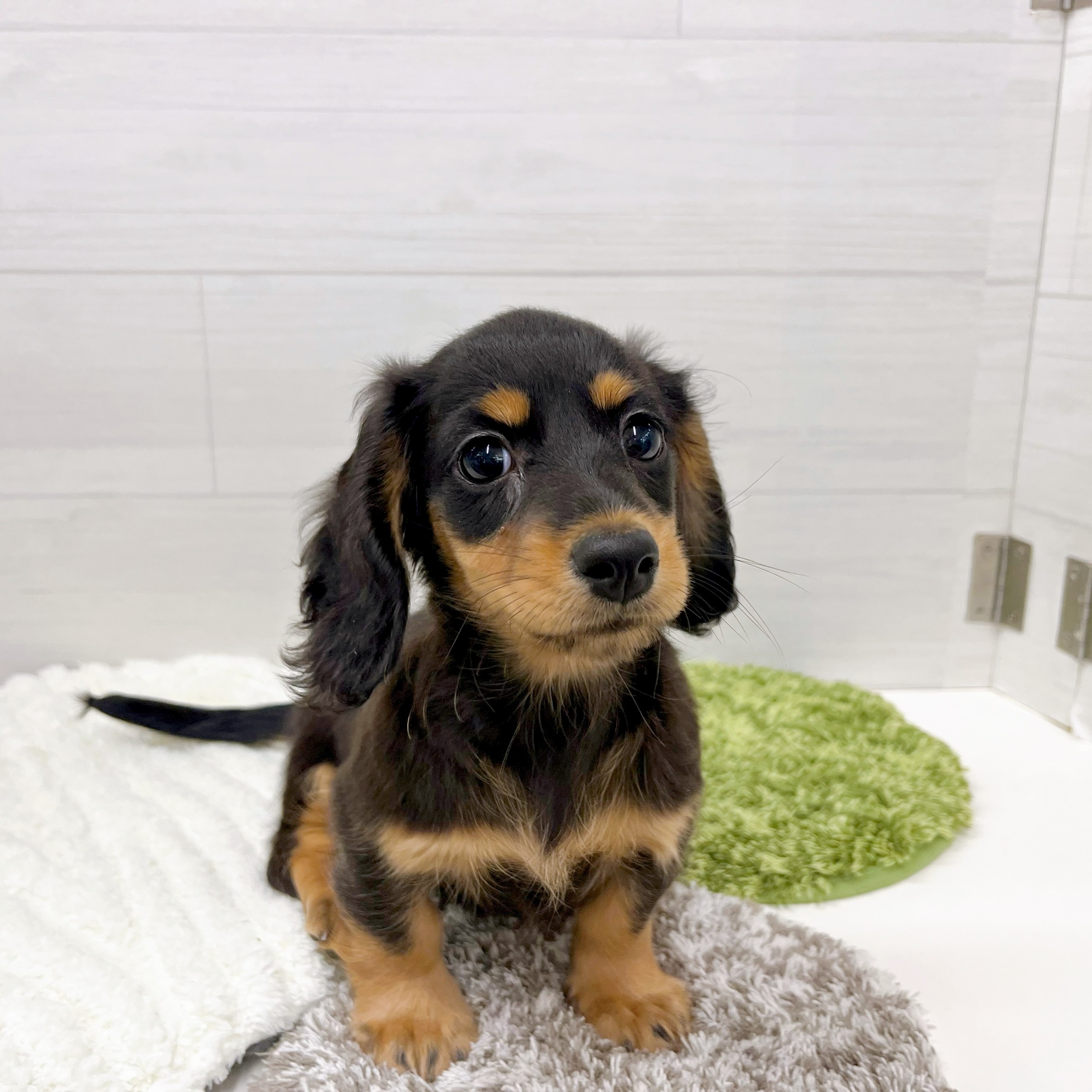 ミニチュアダックスフンド(ブラック(黒)系)の子犬を価格や特徴で探す