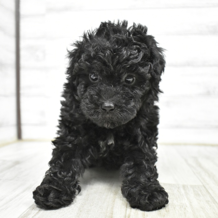 千葉県のトイプードル(トイ) (犬の家＆猫の里ワンズモール稲毛店/2026年2月16日生まれ/女の子/ブラック)の子犬