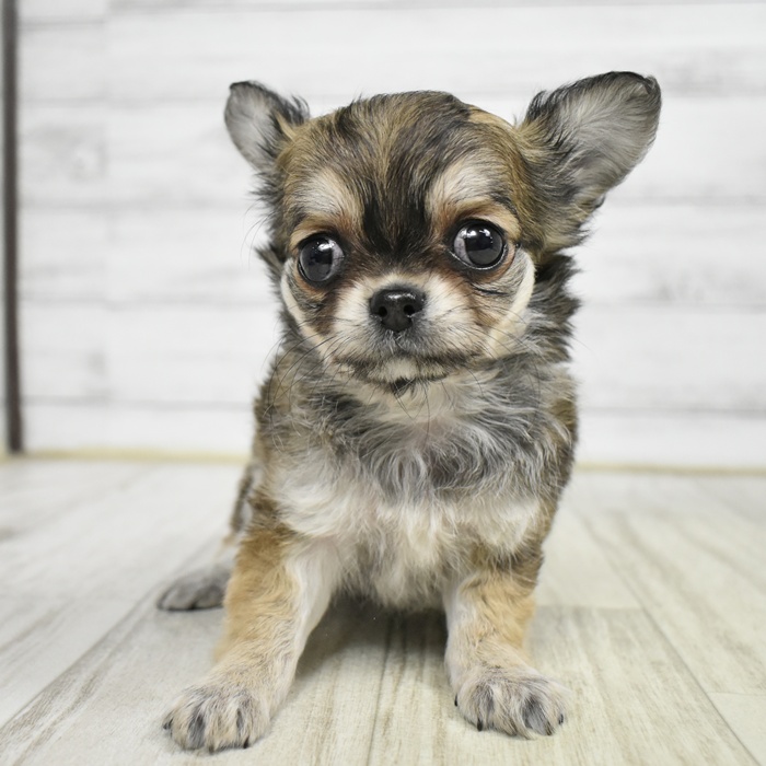 富山県のチワワ(ロング) (犬の家＆猫の里富山店/2026年2月15日生まれ/女の子/レッドホワイト)の子犬