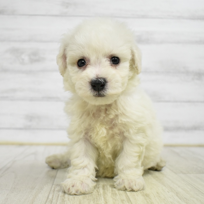 富山県のビションフリーゼ (犬の家＆猫の里アミーゴ高岡蓮花寺店/2026年2月15日生まれ/女の子/ホワイト)の子犬