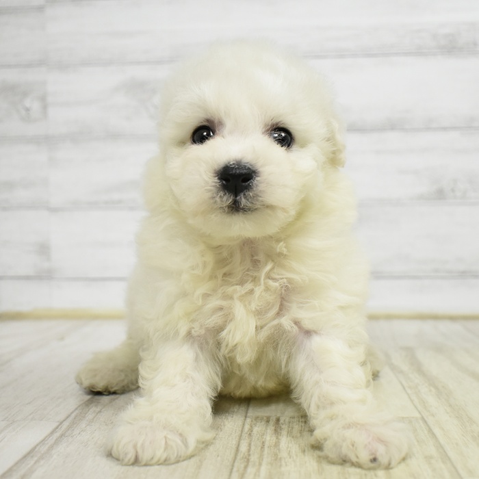 静岡県のビションフリーゼ (犬の家＆猫の里藤枝店/2026年2月15日生まれ/女の子/ホワイト)の子犬