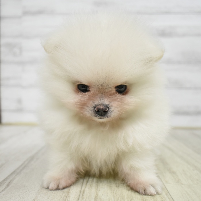 ポメラニアン女の子の写真