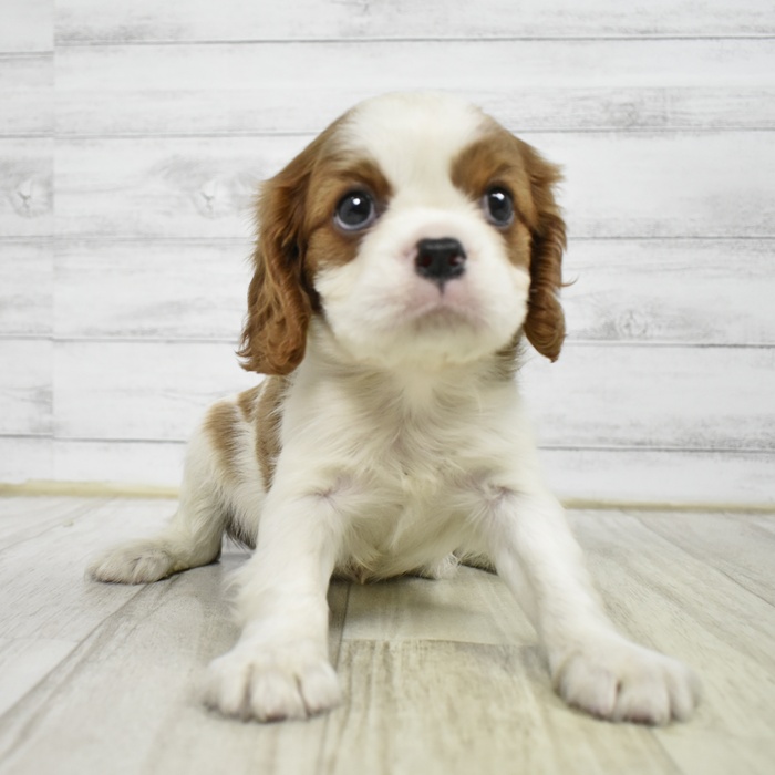 静岡県のキャバリアキングチャールズスパニエル (犬の家＆猫の里マークイズ静岡店/2026年2月12日生まれ/男の子/ブレンハイム)の子犬