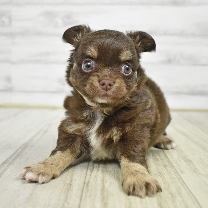 愛知県のチワワ(ロング) (犬の家＆猫の里豊田店/2026年2月15日生まれ/男の子/チョコレートタンホワイト)の子犬