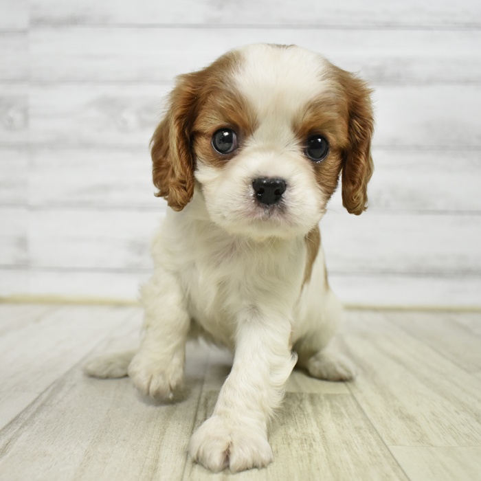愛知県のキャバリアキングチャールズスパニエル (犬の家＆猫の里豊川インター店/2026年2月12日生まれ/女の子/ブレンハイム)の子犬