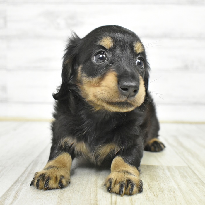 愛知県のミニチュアダックスフンド(ロング) (犬の家＆猫の里安城店/2026年2月15日生まれ/男の子/ブラックタン)の子犬