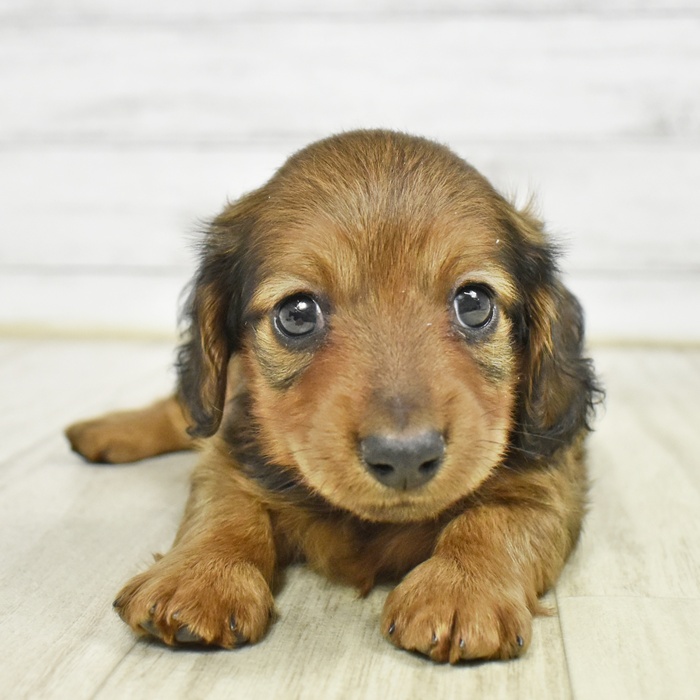 静岡県のミニチュアダックスフンド(ロング) (犬の家＆猫の里マークイズ静岡店/2026年2月15日生まれ/男の子/レッド)の子犬