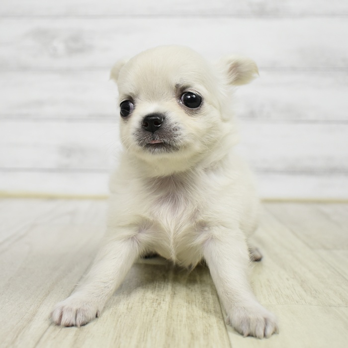 チワワ（ロング）女の子の写真