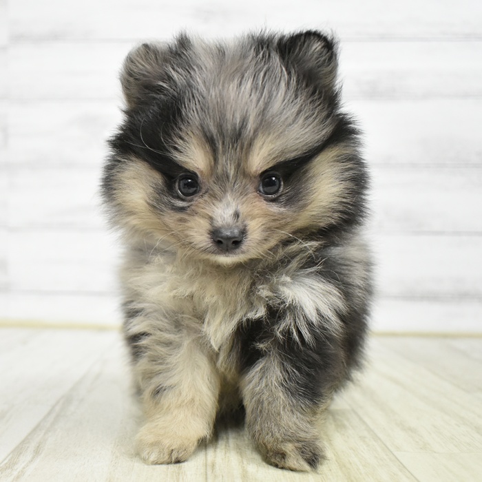 愛知県のポメラニアン (犬の家＆猫の里安城店/2026年2月17日生まれ/女の子/ブルーマール)の子犬