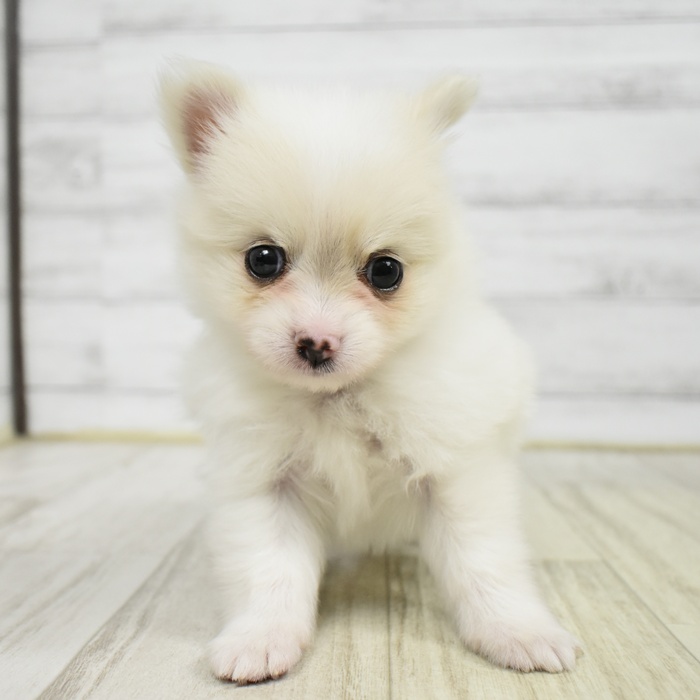 石川県のポメチワ/チワポメ/ポメチー(ポメラニアン×チワワ) (犬の家＆猫の里金沢店/2026年2月17日生まれ/男の子/クリーム)の子犬