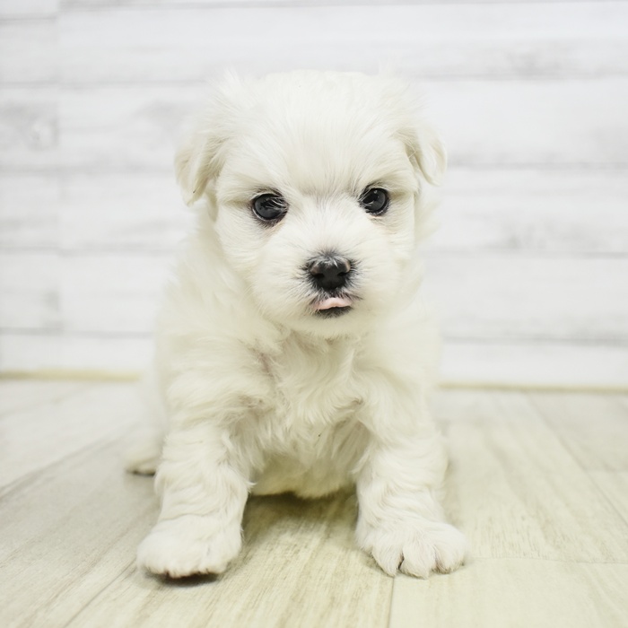 静岡県のマルチーズ (犬の家＆猫の里プレ葉ウォーク浜北店/2026年2月17日生まれ/男の子/ホワイト)の子犬