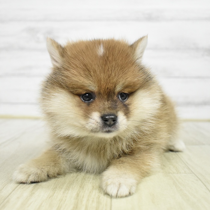 ハーフ犬女の子の写真