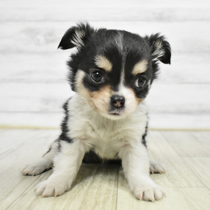 静岡県のチワワ(ロング) (犬の家＆猫の里プレ葉ウォーク浜北店/2026年2月17日生まれ/女の子/ブラッククリームホワイト)の子犬