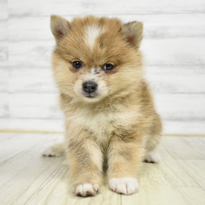 静岡県のポメ柴/豆ポメ/ポメ豆柴(ポメラニアン×柴犬) (犬の家＆猫の里藤枝店/2026年2月16日生まれ/女の子/赤)の子犬