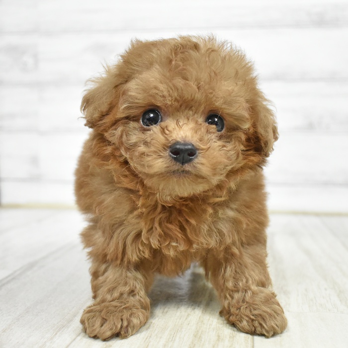 神奈川県のチワプー/プーチー(チワワ×プードル) (犬の家＆猫の里小田原店/2026年2月15日生まれ/男の子/レッド)の子犬