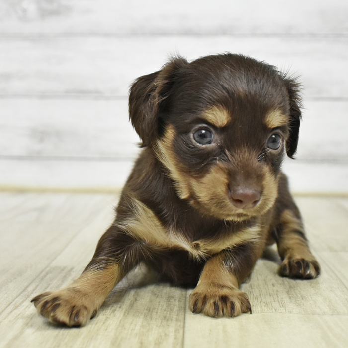 ハーフ犬女の子の写真