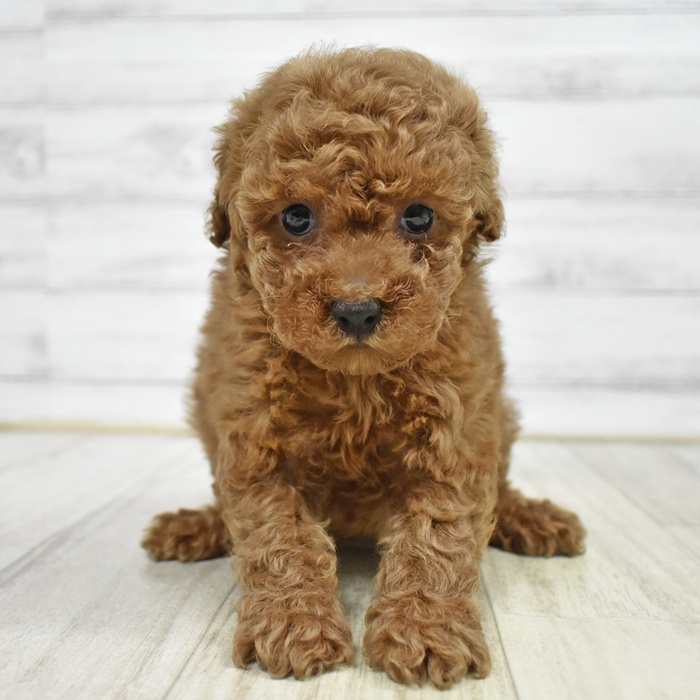 千葉県のトイプードル(トイ) (犬の家＆猫の里BIGHOPガーデンモール印西店/2026年2月17日生まれ/女の子/レッド)の子犬