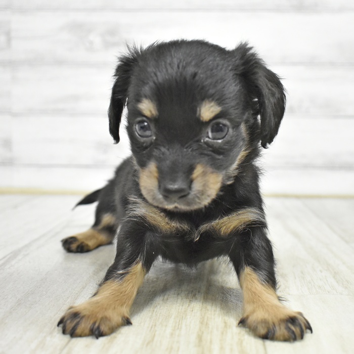 静岡県のチワックス(チワワ×ダックス) (犬の家＆猫の里アミーゴ浜松和田店/2026年2月15日生まれ/女の子/ブラックタン)の子犬