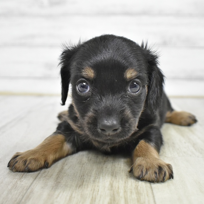静岡県のチワックス(チワワ×ダックス) (犬の家＆猫の里マークイズ静岡店/2026年2月15日生まれ/男の子/ブラックタン)の子犬