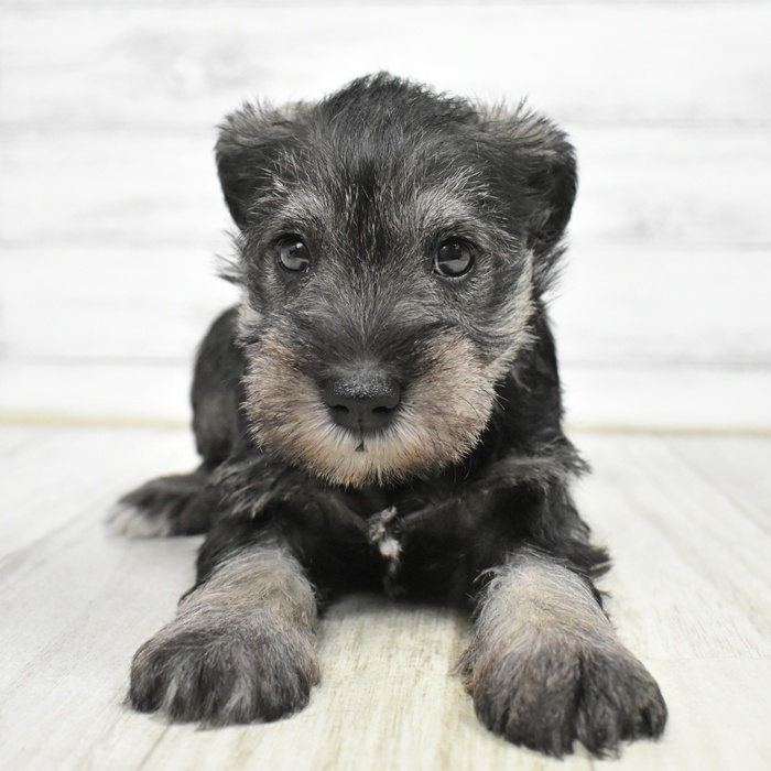 富山県のミニチュアシュナウザー (犬の家＆猫の里アミーゴ山室店/2026年2月16日生まれ/女の子/ソルトペッパー)の子犬