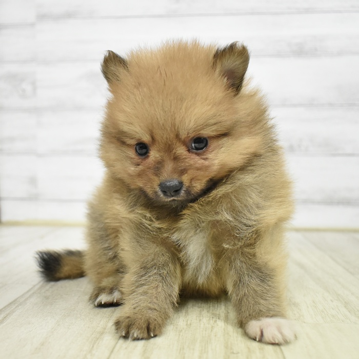 ポメラニアン女の子の写真