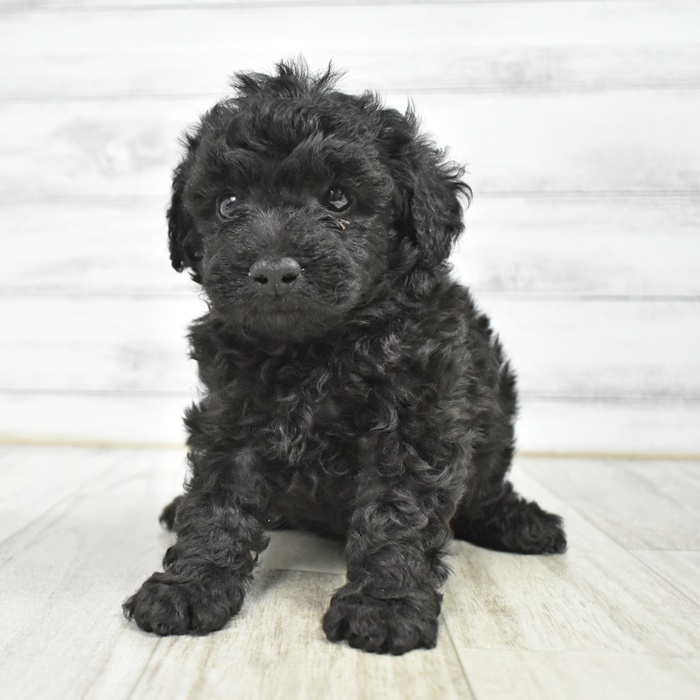 静岡県のトイプードル(トイ) (犬の家＆猫の里アミーゴ浜松和田店/2026年2月17日生まれ/男の子/ブラック)の子犬