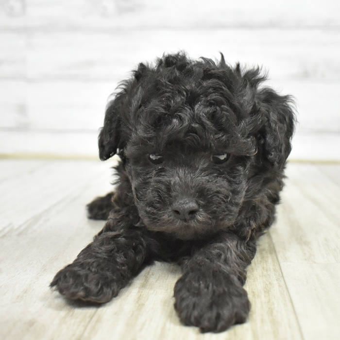 長野県のトイプードル(トイ) (犬の家＆猫の里塩尻店/2026年2月17日生まれ/男の子/シルバー)の子犬