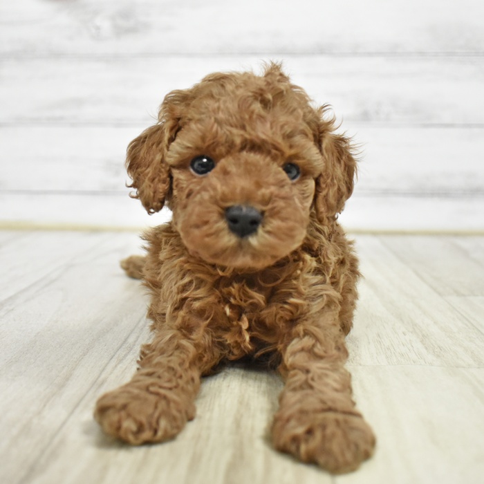 愛知県のトイプードル(トイ) (犬の家＆猫の里春日井本店/2026年2月14日生まれ/男の子/レッド)の子犬