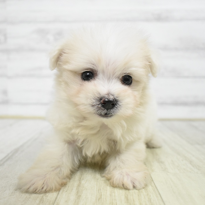 神奈川県のポメマル/マルポメ(ポメラニアン×マルチーズ) (犬の家＆猫の里小田原店/2026年2月16日生まれ/男の子/クリーム)の子犬