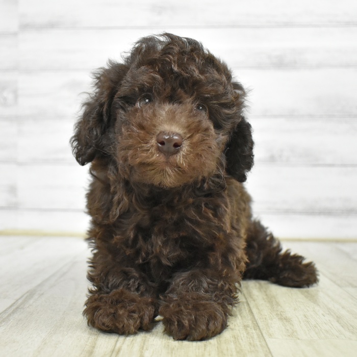 愛知県のトイプードル(トイ) (犬の家＆猫の里岡崎店/2026年2月16日生まれ/男の子/ブラウン)の子犬