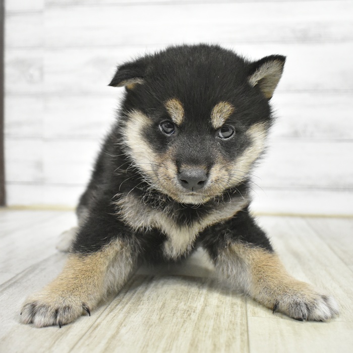 愛知県の柴犬(標準サイズ) (犬の家＆猫の里安城店/2026年2月16日生まれ/男の子/黒)の子犬