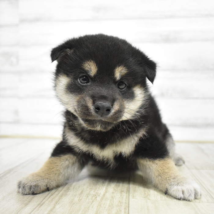 柴犬男の子の写真
