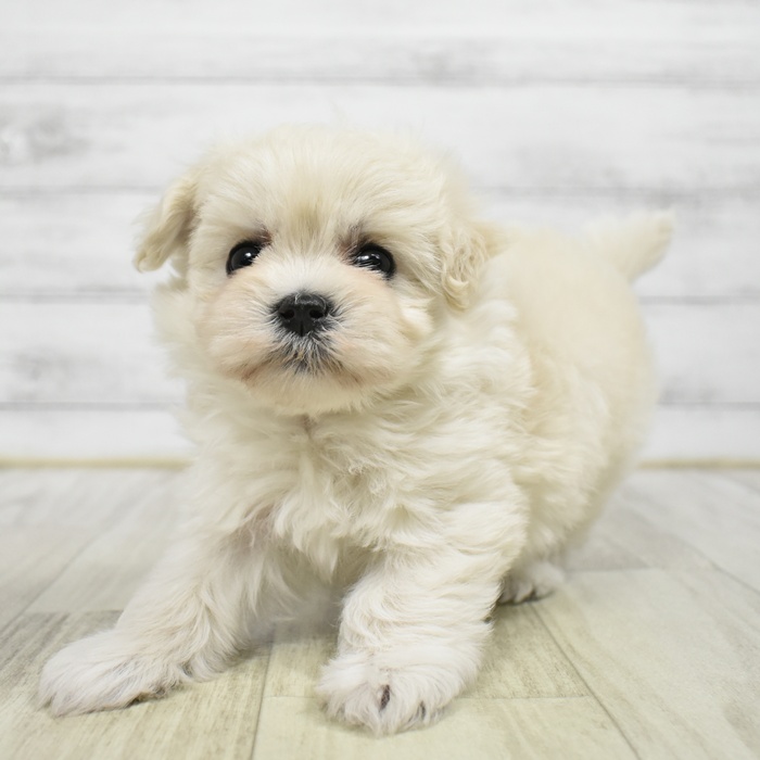 愛知県のハーフ犬・ミックス犬 (犬の家＆猫の里安城店/2026年2月16日生まれ/女の子/クリームホワイト)の子犬
