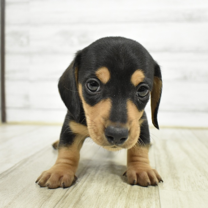 愛知県のミニチュアダックスフンド(スムース) (犬の家＆猫の里安城店/2026年2月16日生まれ/男の子/ブラックタン)の子犬