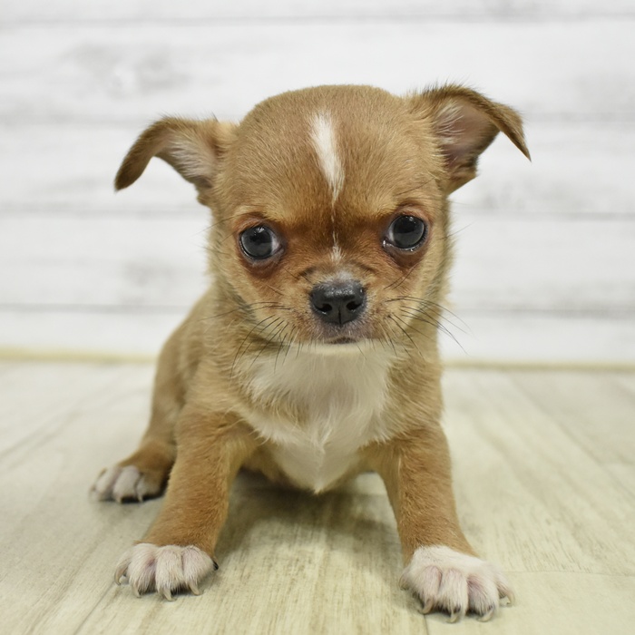 東京都のチワワ(スムース) (犬の家＆猫の里ペットフォレスト小平店/2026年2月17日生まれ/女の子/レッドホワイト)の子犬