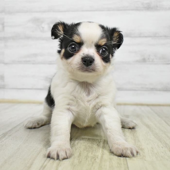 チワワ（ロング）女の子の写真