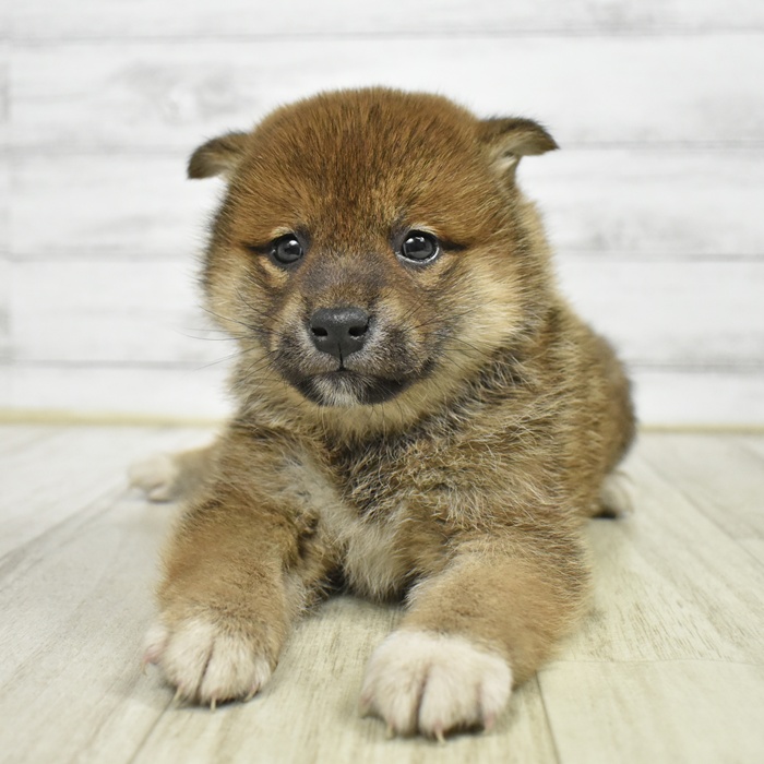 静岡県の柴犬(標準サイズ) (犬の家＆猫の里富士店/2026年2月16日生まれ/男の子/赤)の子犬