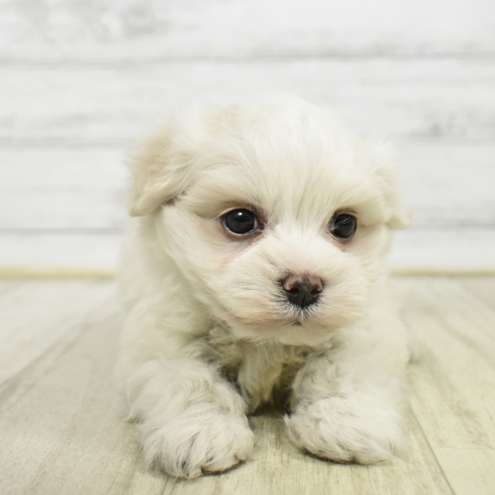 愛知県のマルチーズ (犬の家＆猫の里豊川インター店/2026年2月16日生まれ/男の子/ホワイト)の子犬