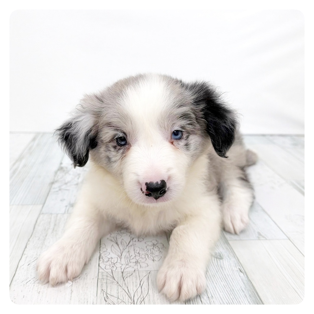 福岡県のボーダーコリー (犬の家＆猫の里トリアス久山店/2026年2月16日生まれ/男の子/ブルーマール)の子犬の3枚目の画像