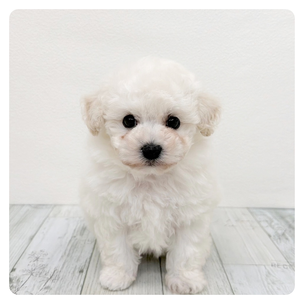 福岡県のビションプー(ビションフリーゼ×プードル) (犬の家＆猫の里トリアス久山店/2026年2月14日生まれ/男の子/ホワイト)の子犬の2枚目の画像