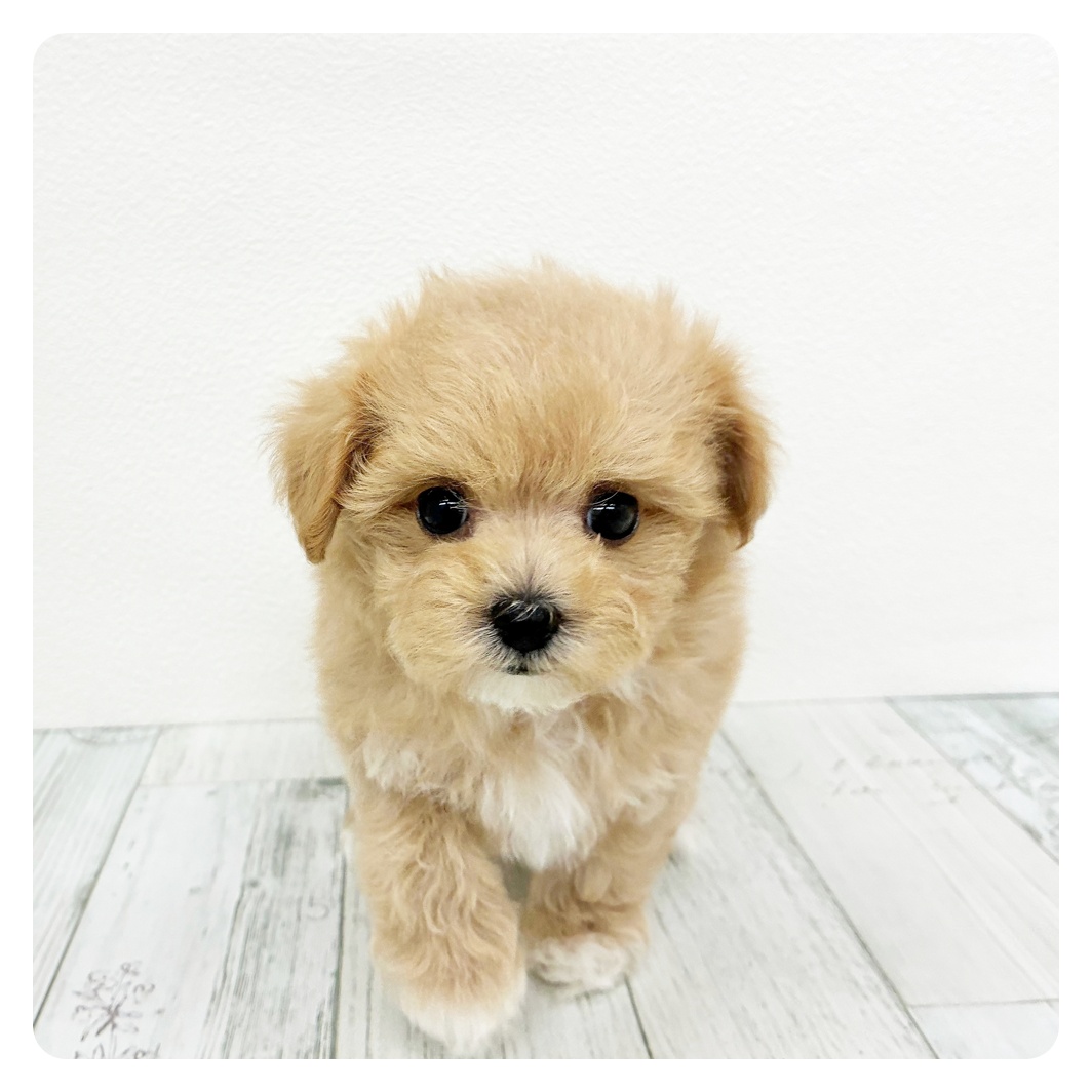 福岡県のマルプー(マルチーズ×プードル) (犬の家＆猫の里トリアス久山店/2026年2月17日生まれ/女の子/クリーム)の子犬の4枚目の画像