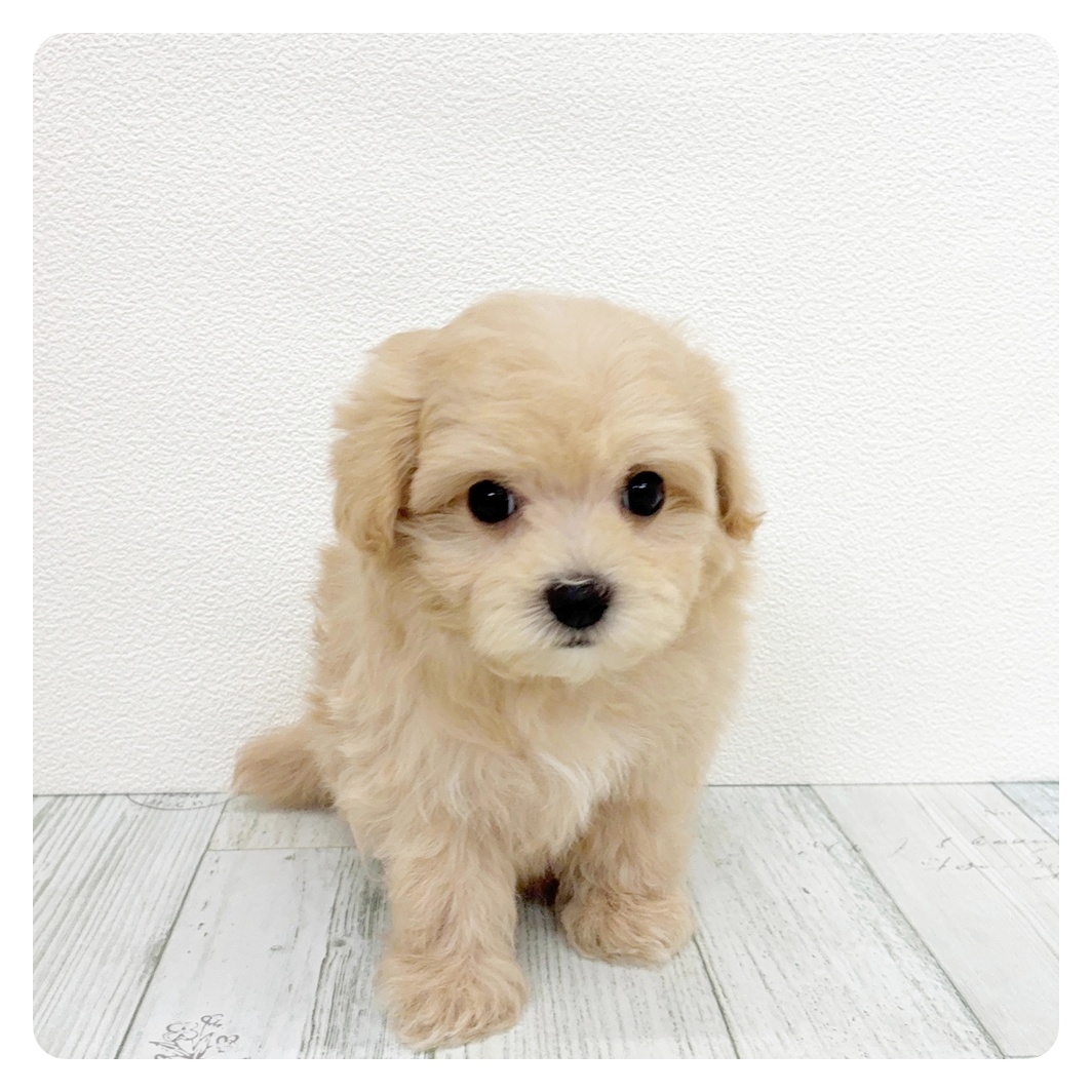 福岡県のマルプー(マルチーズ×プードル) (犬の家＆猫の里トリアス久山店/2026年2月17日生まれ/女の子/クリーム)の子犬の2枚目の画像