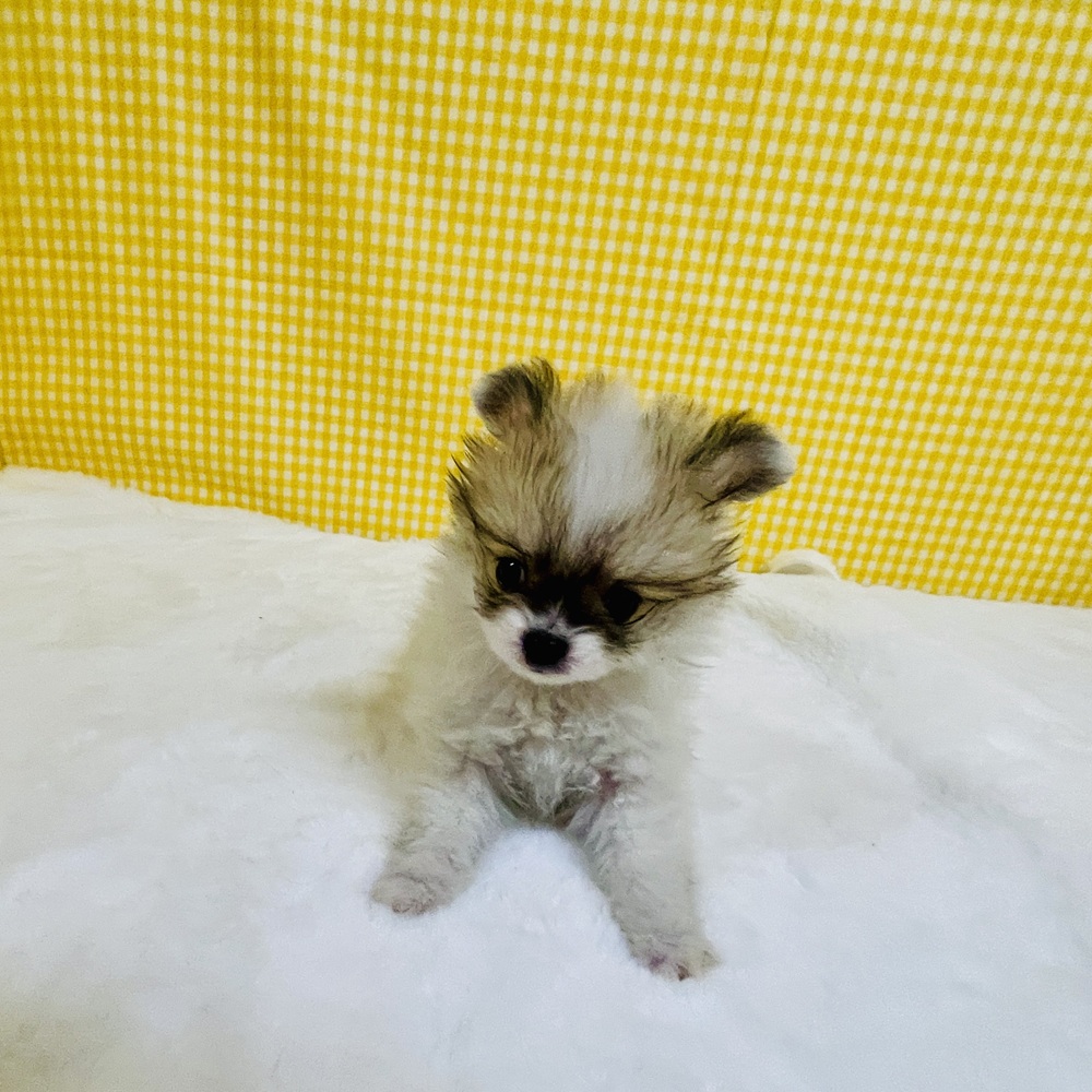 愛知県のポメチワ/チワポメ/ポメチー(ポメラニアン×チワワ) (犬の家＆猫の里一宮店/2026年2月10日生まれ/女の子/パーティーカラー)の子犬の1枚目の画像