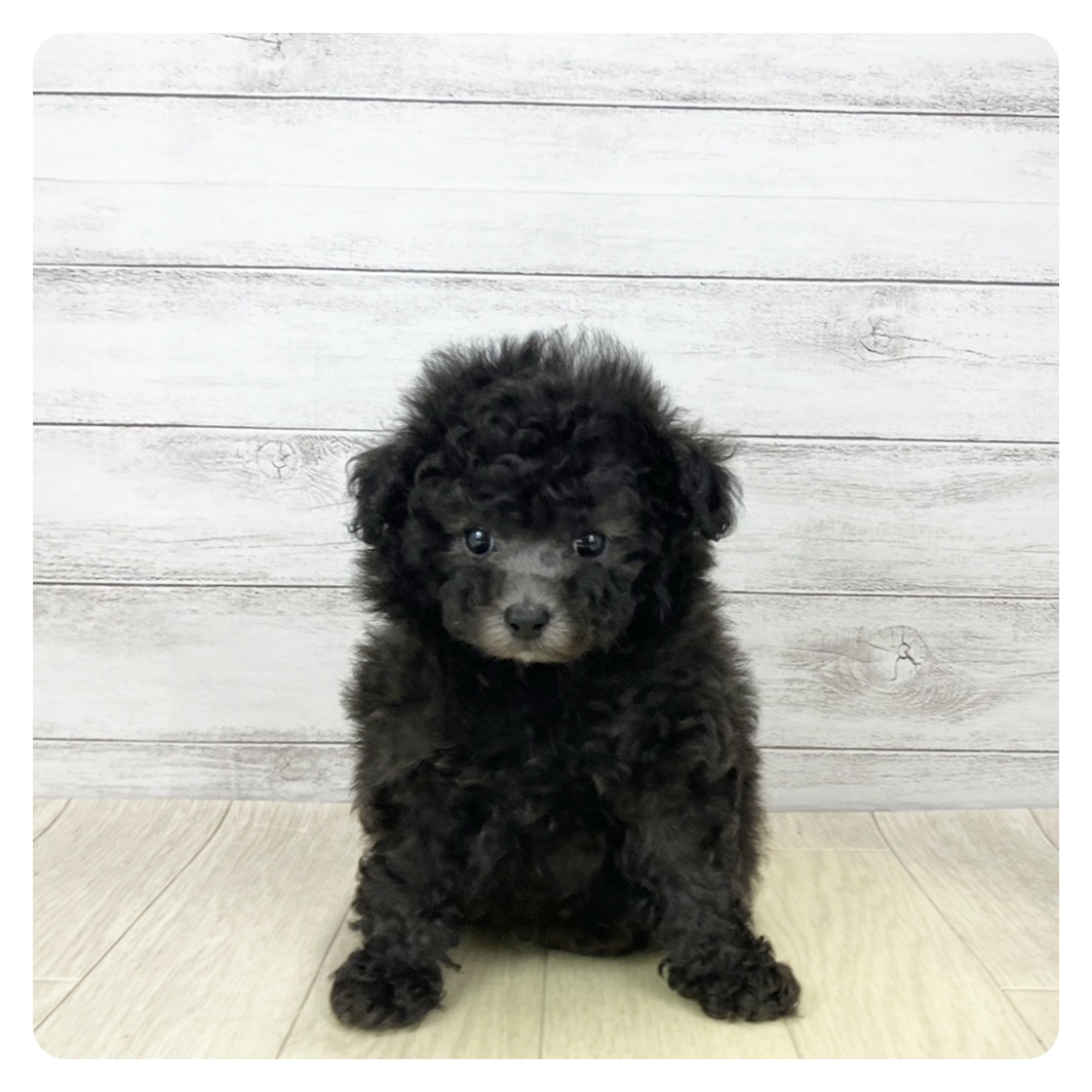 大阪府のトイプードル(トイ) (犬の家＆猫の里吹田店/2026年2月17日生まれ/男の子/グレー)の子犬