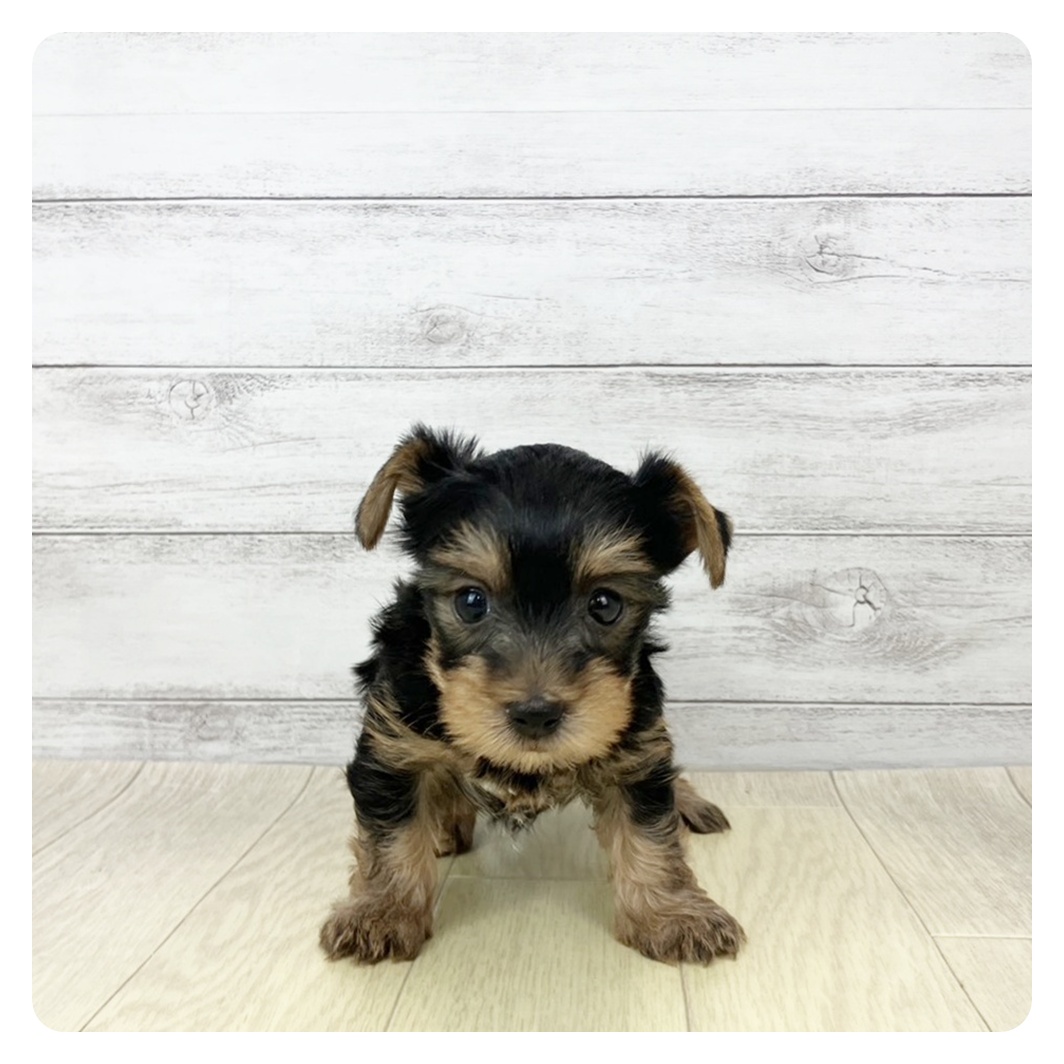 愛知県のヨークシャーテリア (犬の家＆猫の里七宝店/2026年2月16日生まれ/男の子/スチールブルータン)の子犬